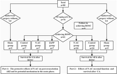 Protection Against Post-resuscitation Acute Kidney Injury by N-Acetylcysteine via Activation of the Nrf2/HO-1 Pathway